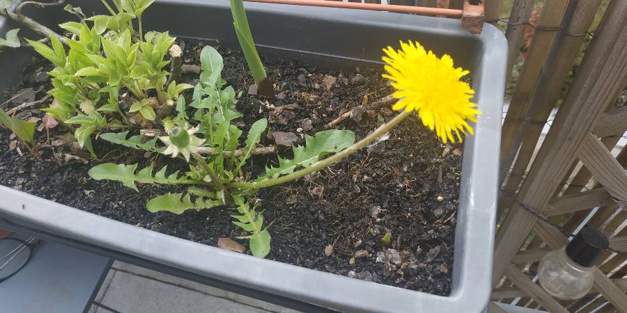 Taraxacum officinale - vue globale
