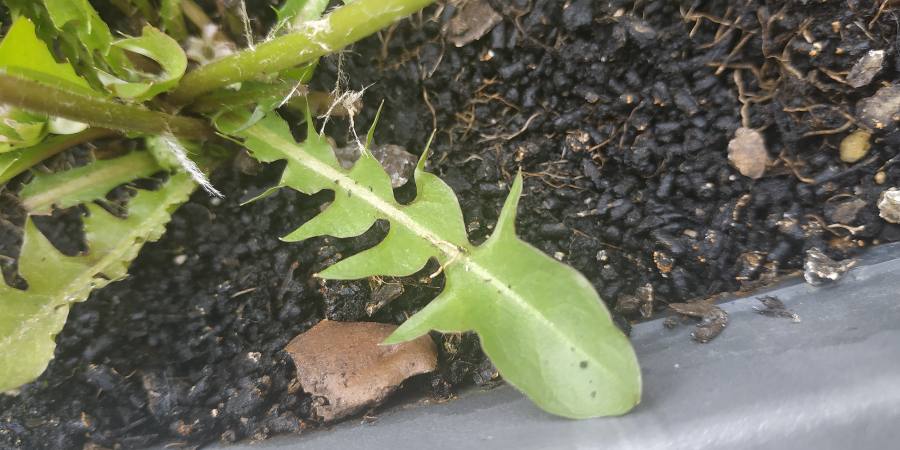 Taraxacum officinale - feuille