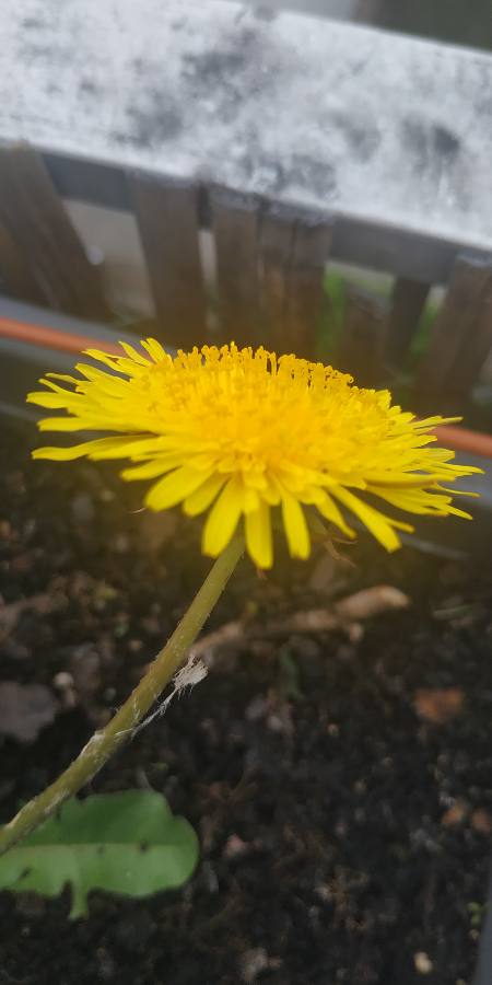taraxacum officinale - fleur