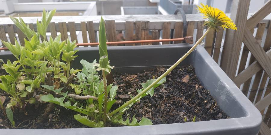 taraxacum officinale - latérale