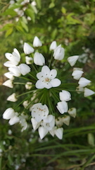 vue fleurs ail sauvage