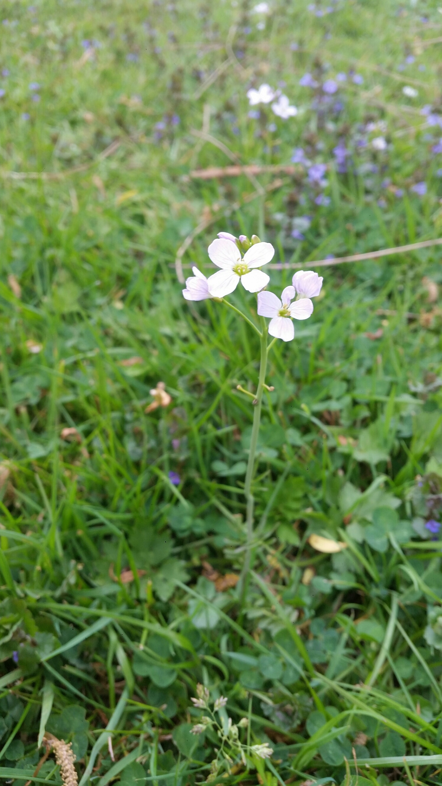CARDAMINE