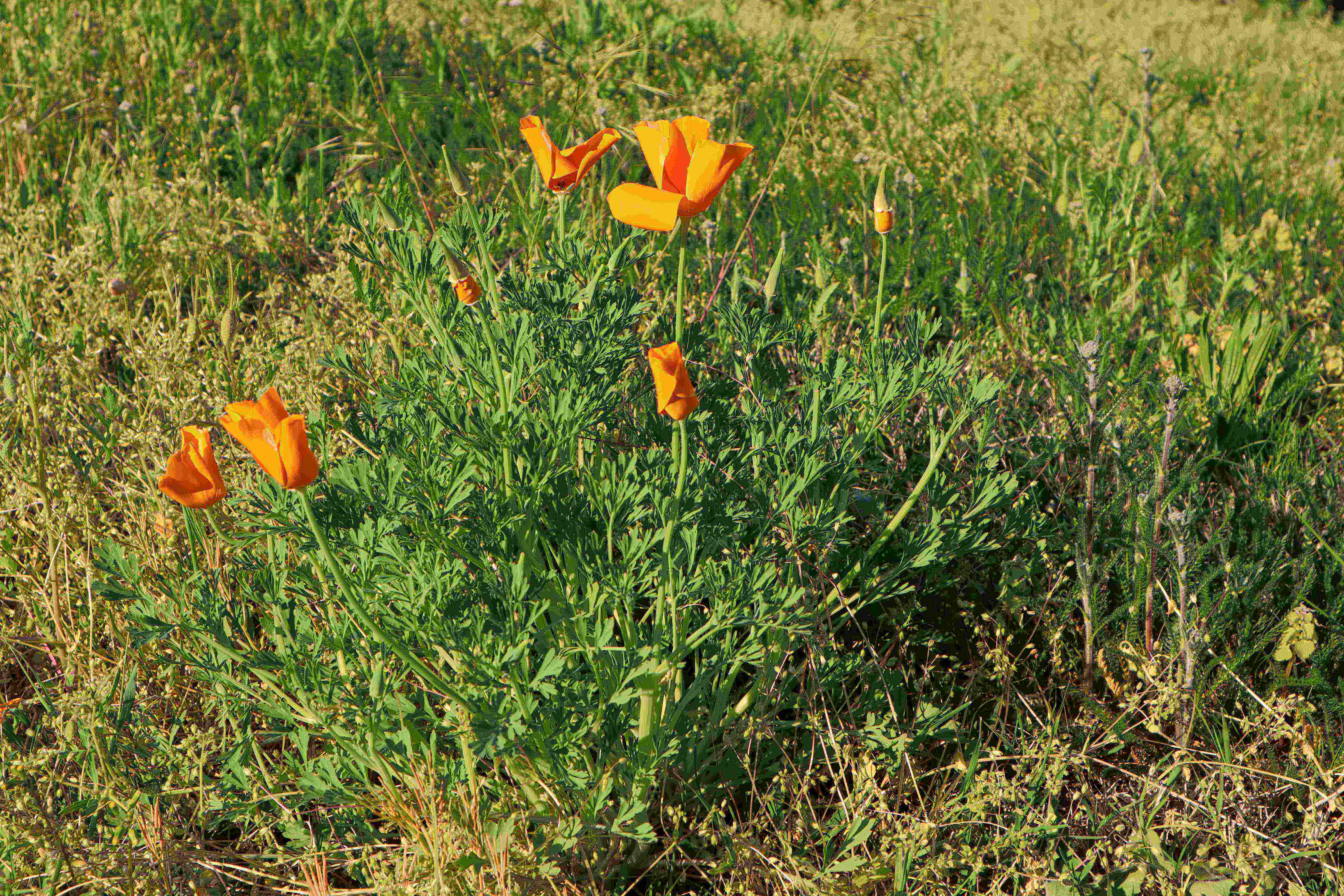 Pavot Californie (1)