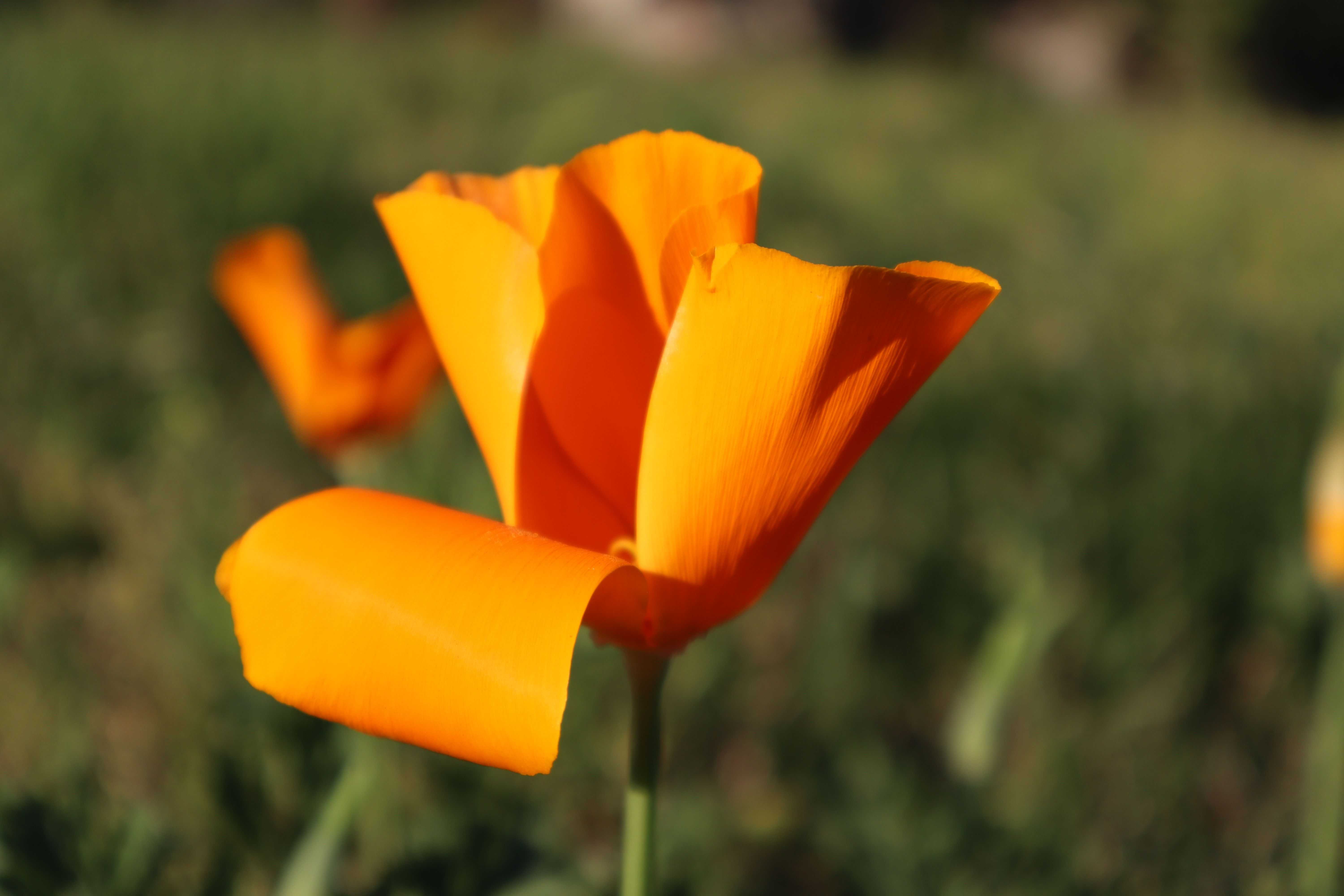 Pavot californie (2)