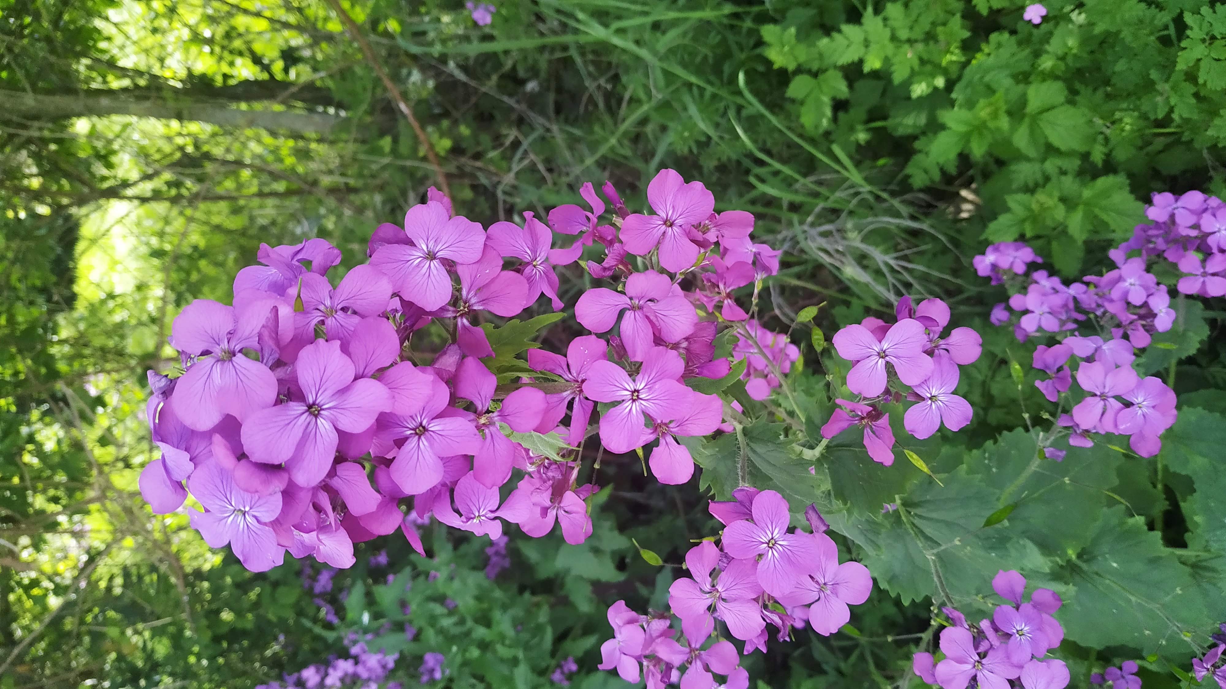 Fleur à quatre pétales rose/violette