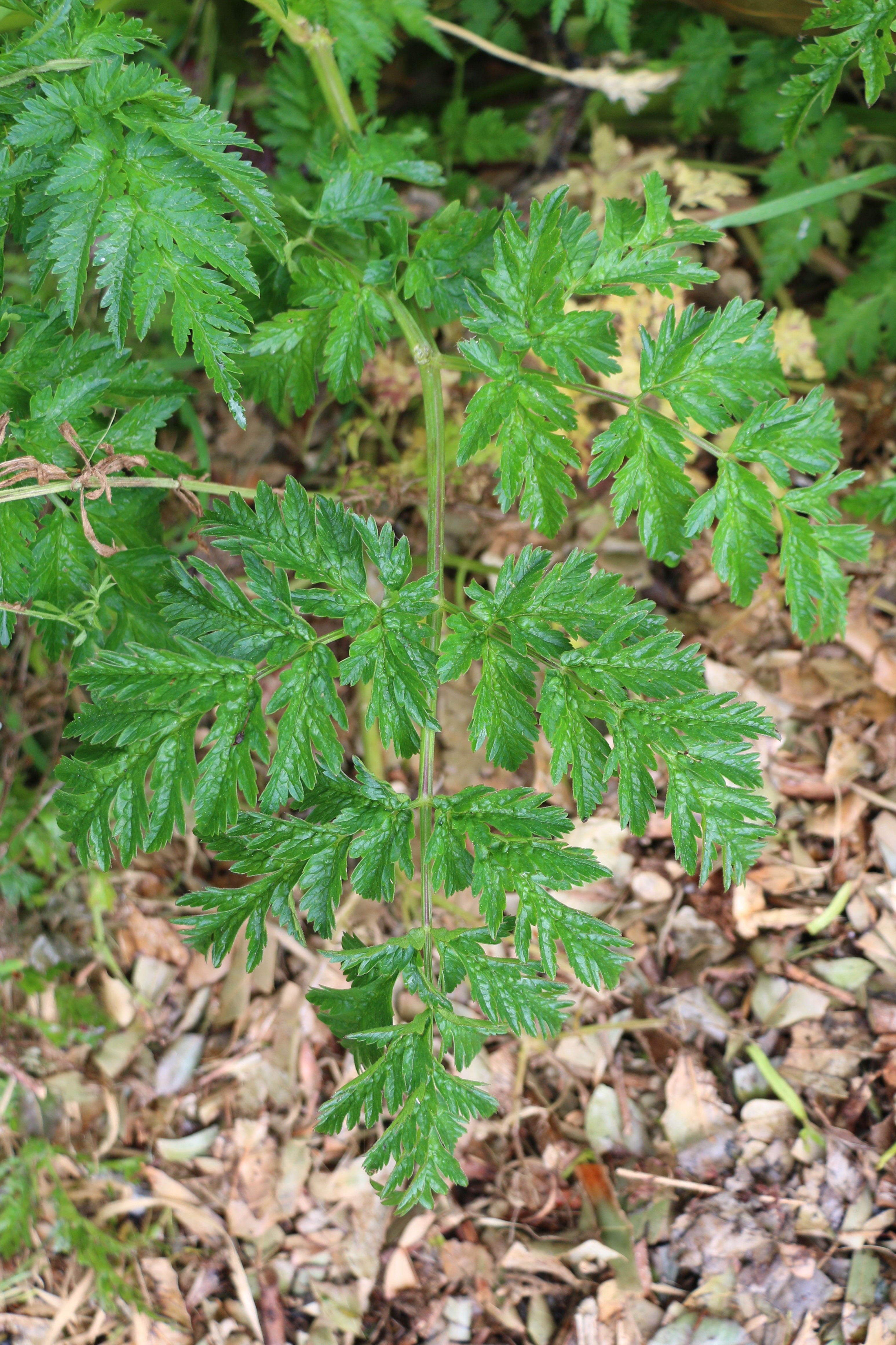 feuille tripennée de Daucus Carota