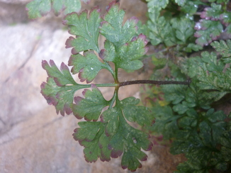 Feuilles trés découpées  - tige poilue