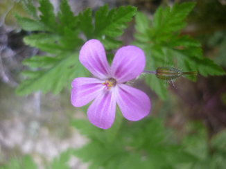 Fleur à 5 pétales et bourgeon