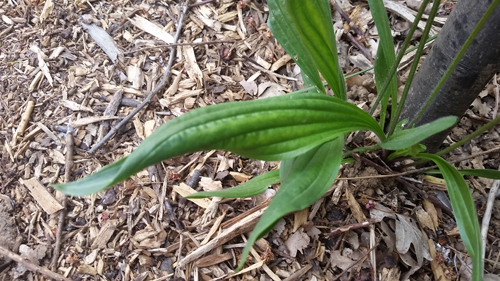 Plantain (feuille)