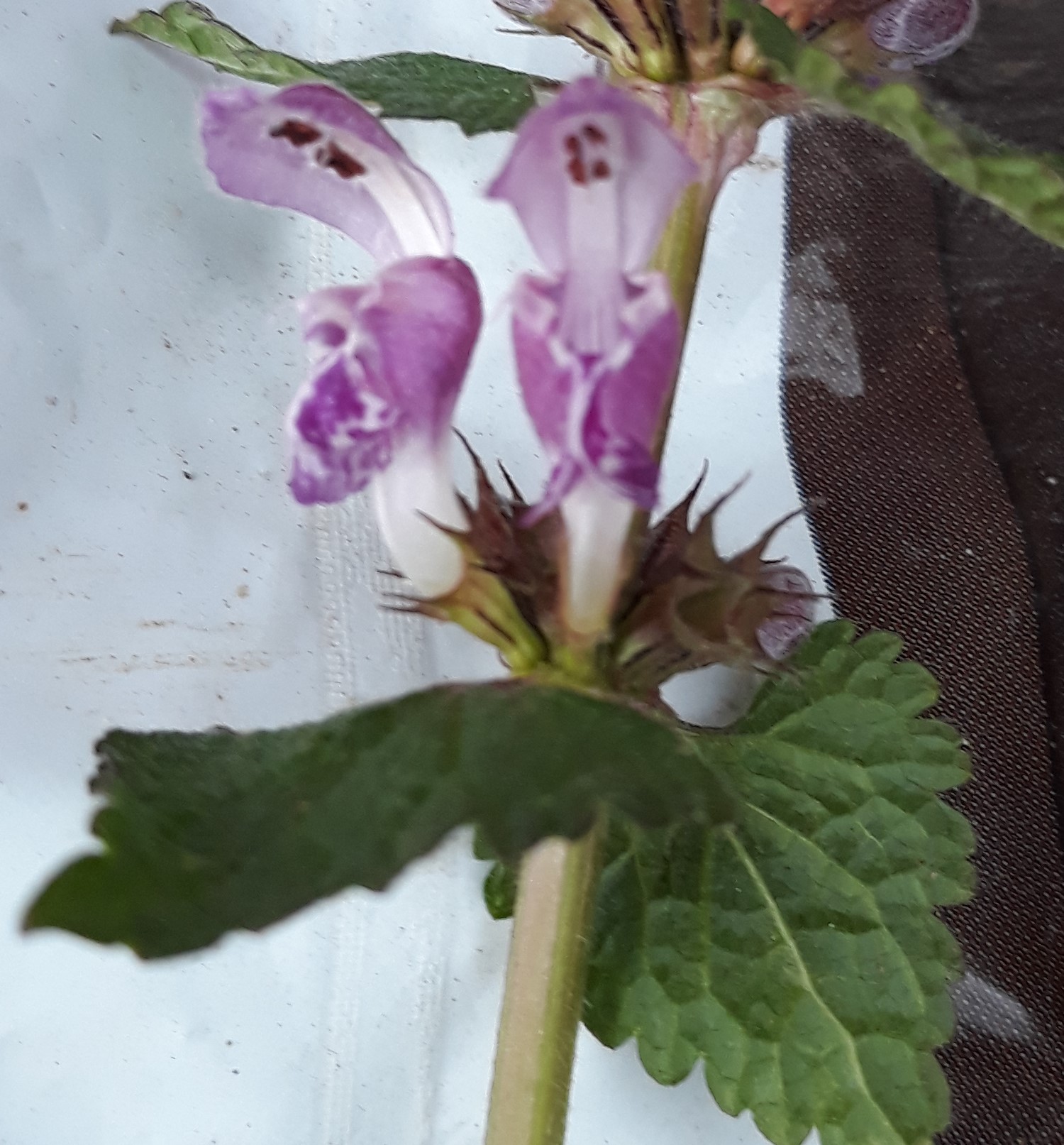 fleur du lamier tacheté