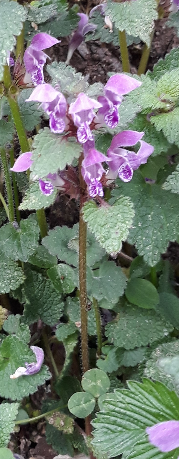 lamier tacheté? port général de la plante