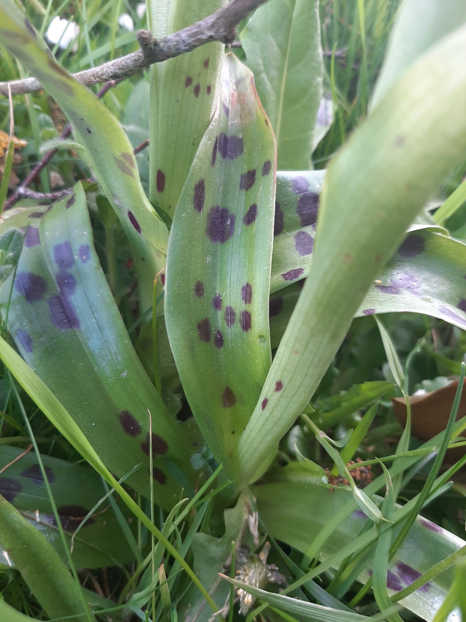 le détail des feuilles tachetées de noir