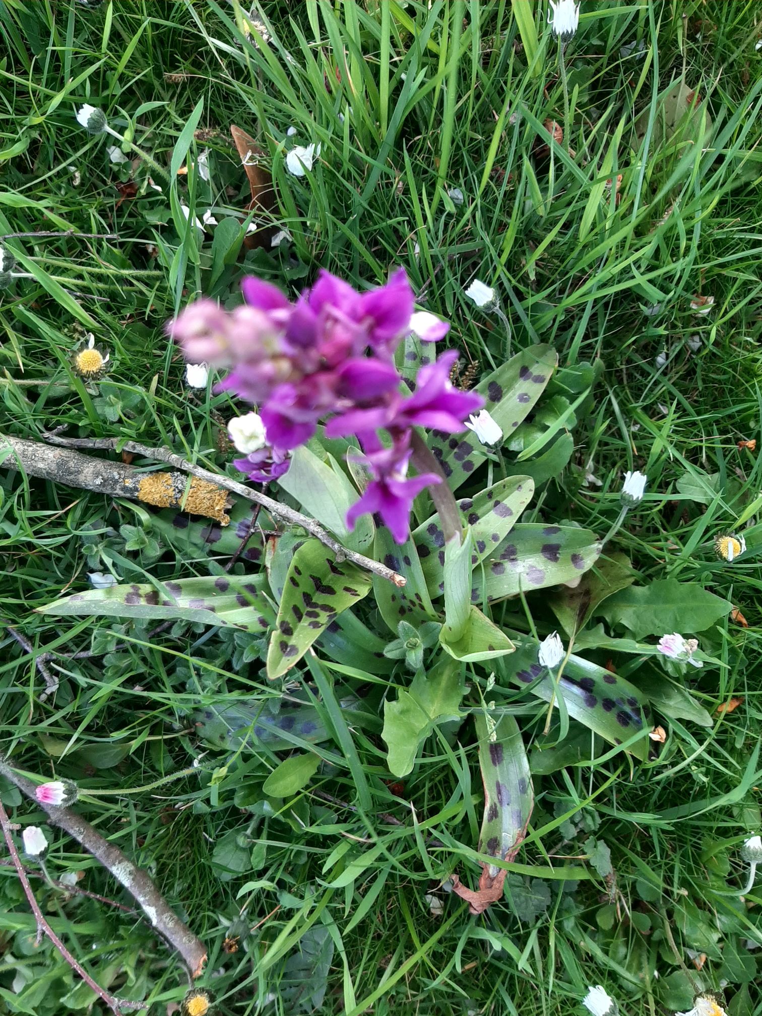 silhouette vue de dessus