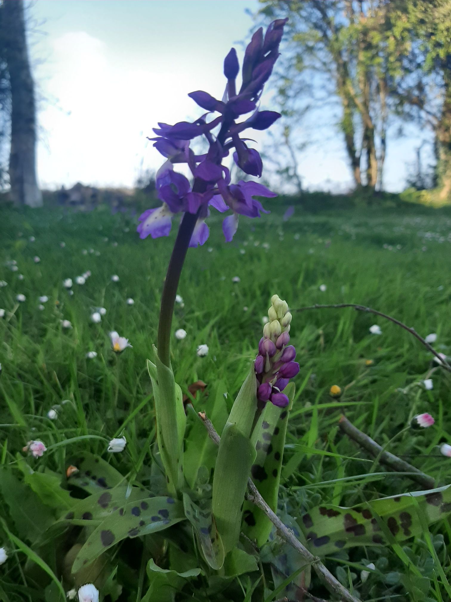 silhouette de l'orchis macula