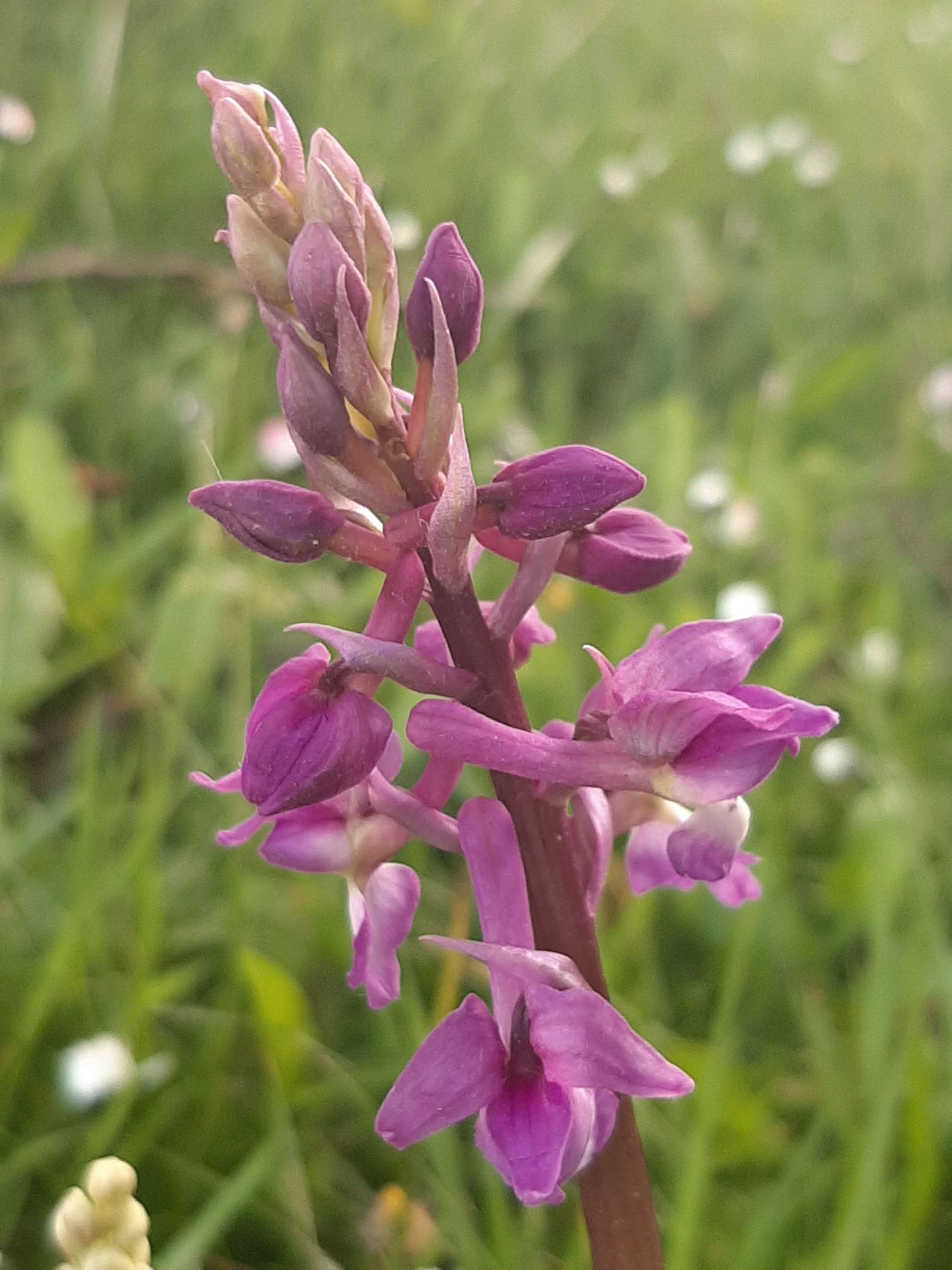 une fleur adulte bien ouverte