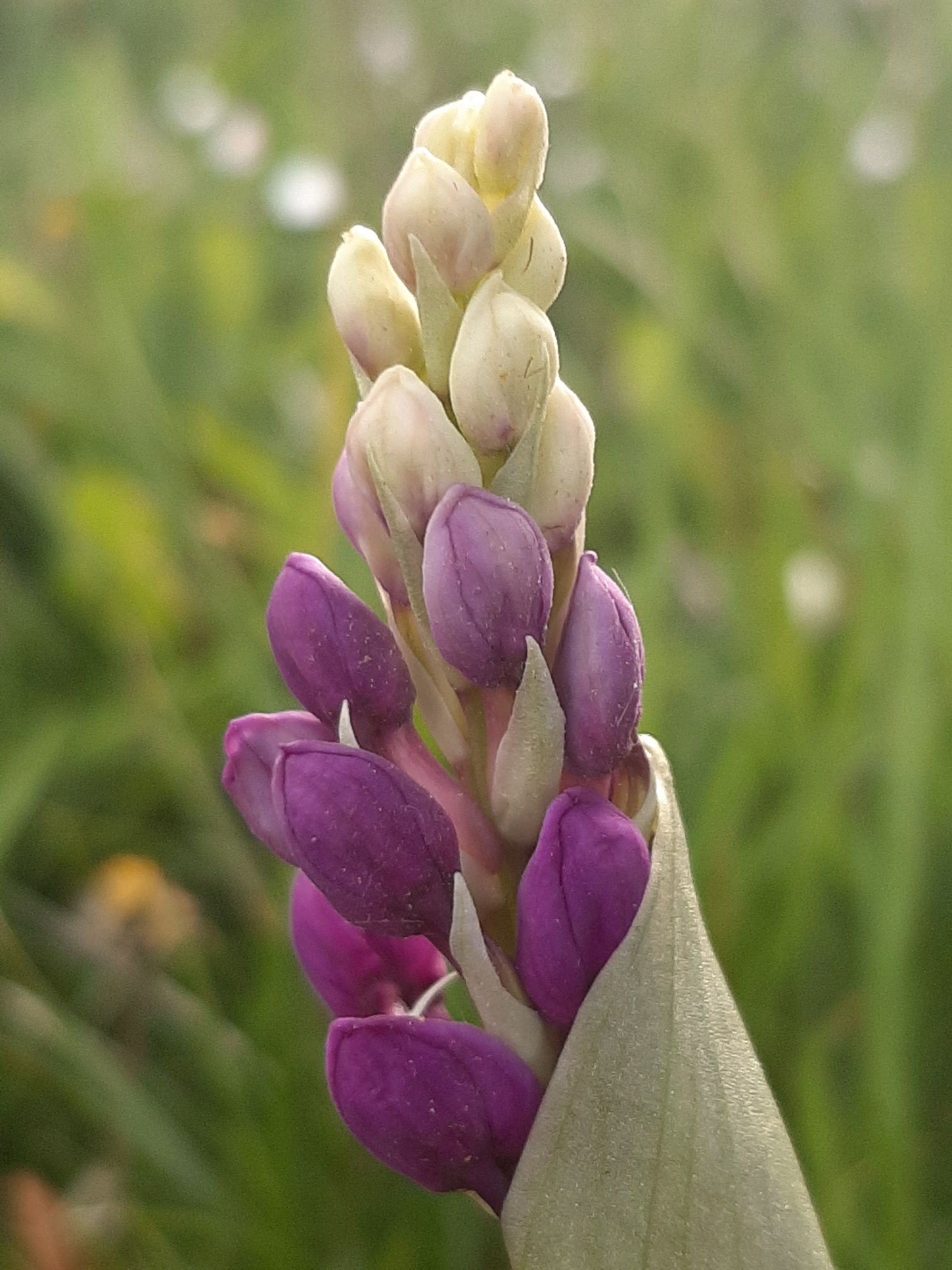 une jeune fleur en train d'éclore