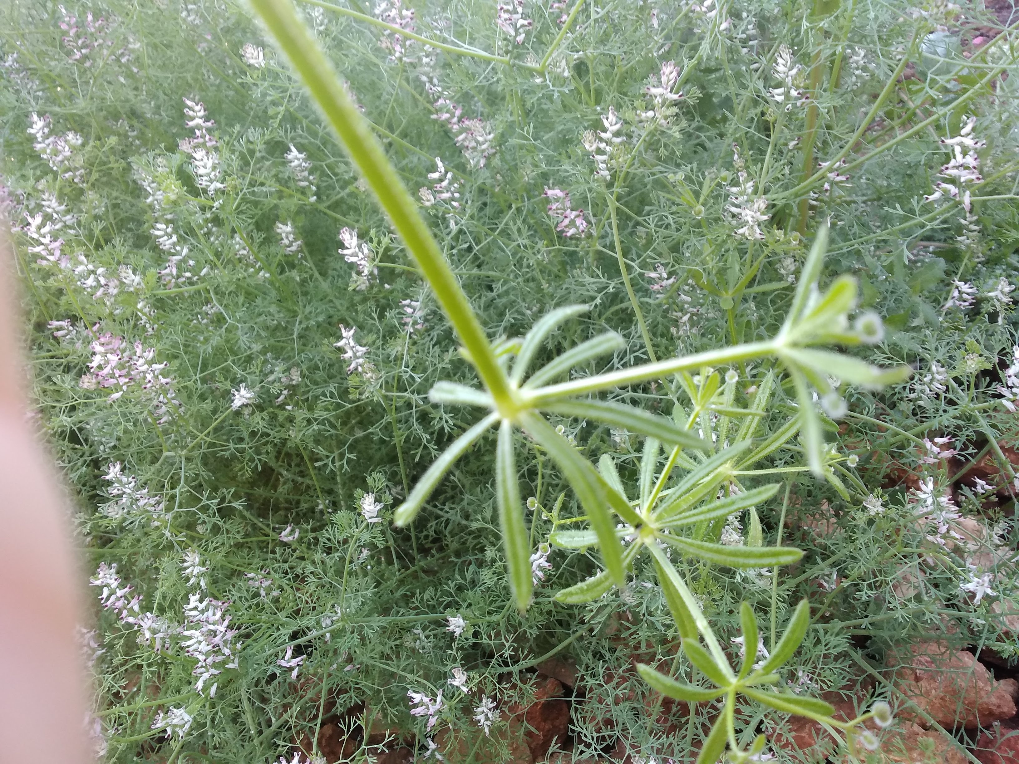 Gaillet gratteron, Var