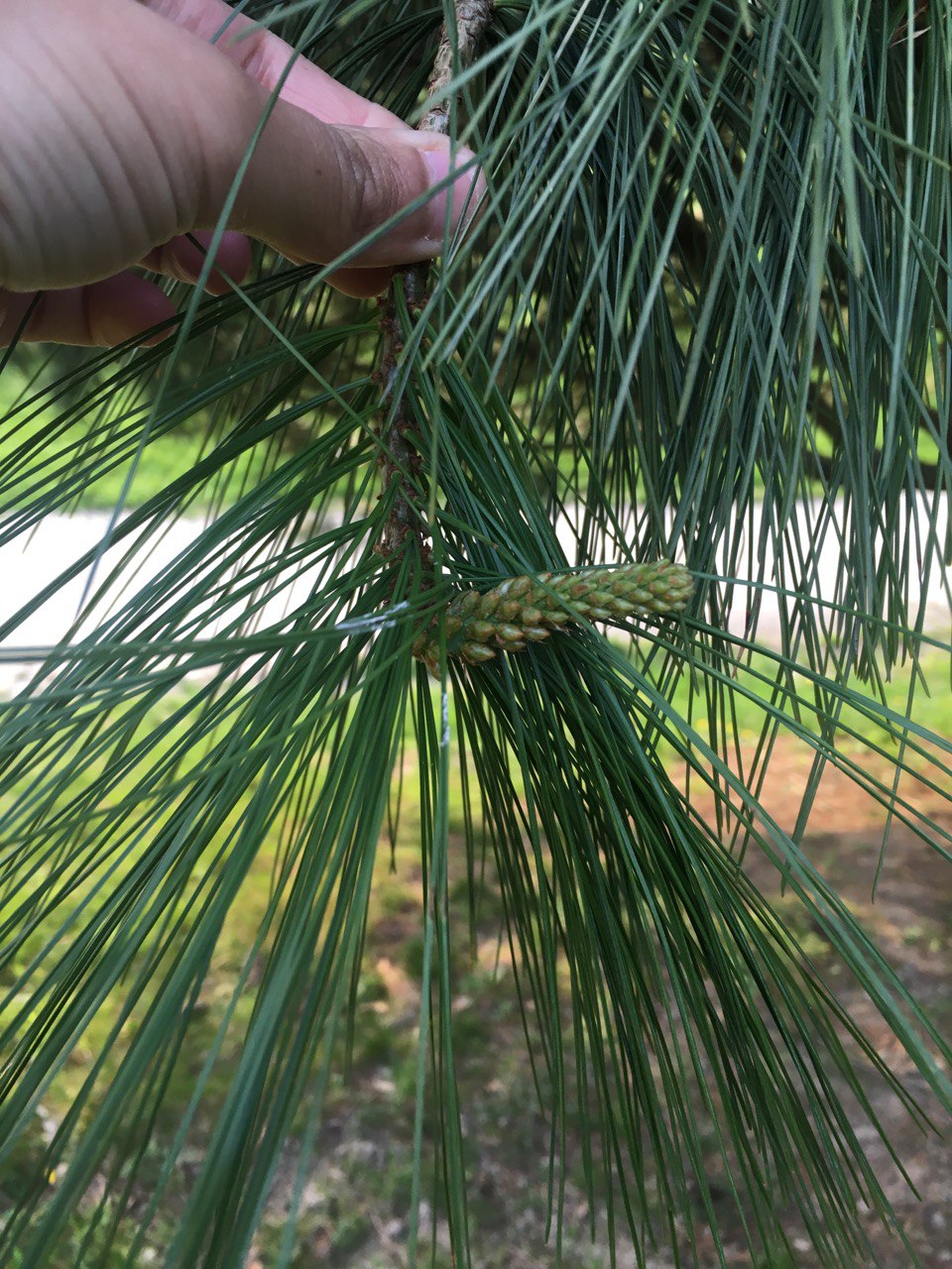 Fruit (pomme de pin)