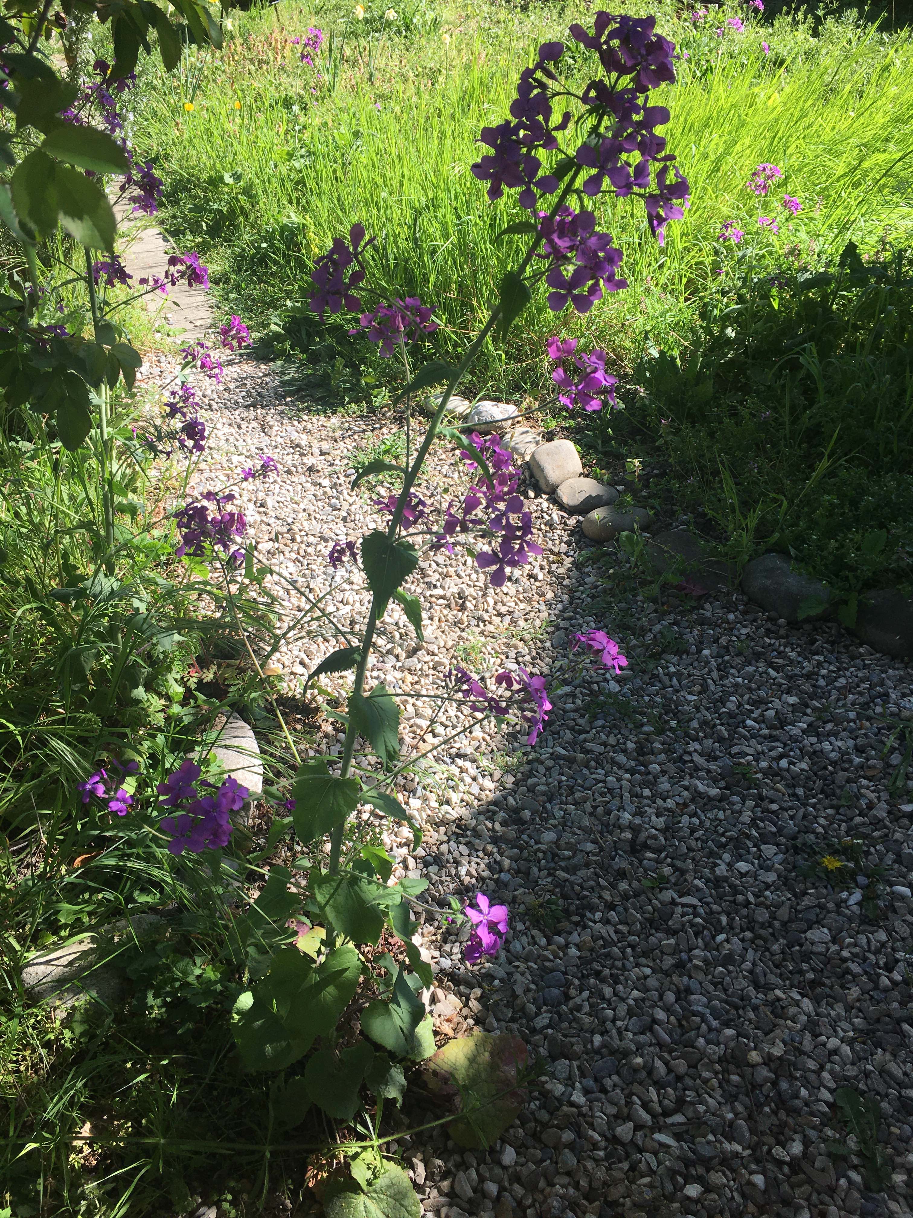 Lunaria annua en entier