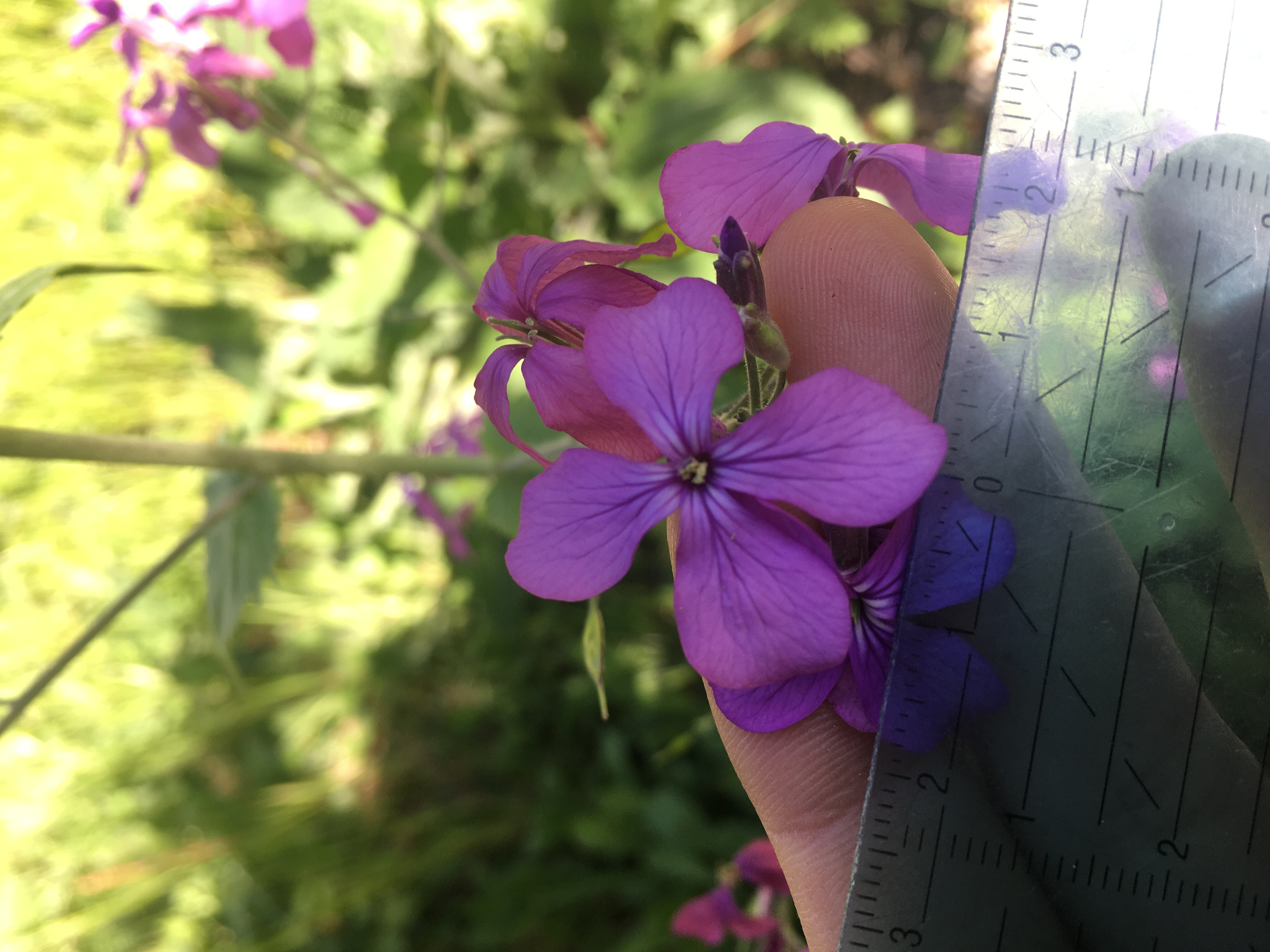 Fleur de Lunaria annua
