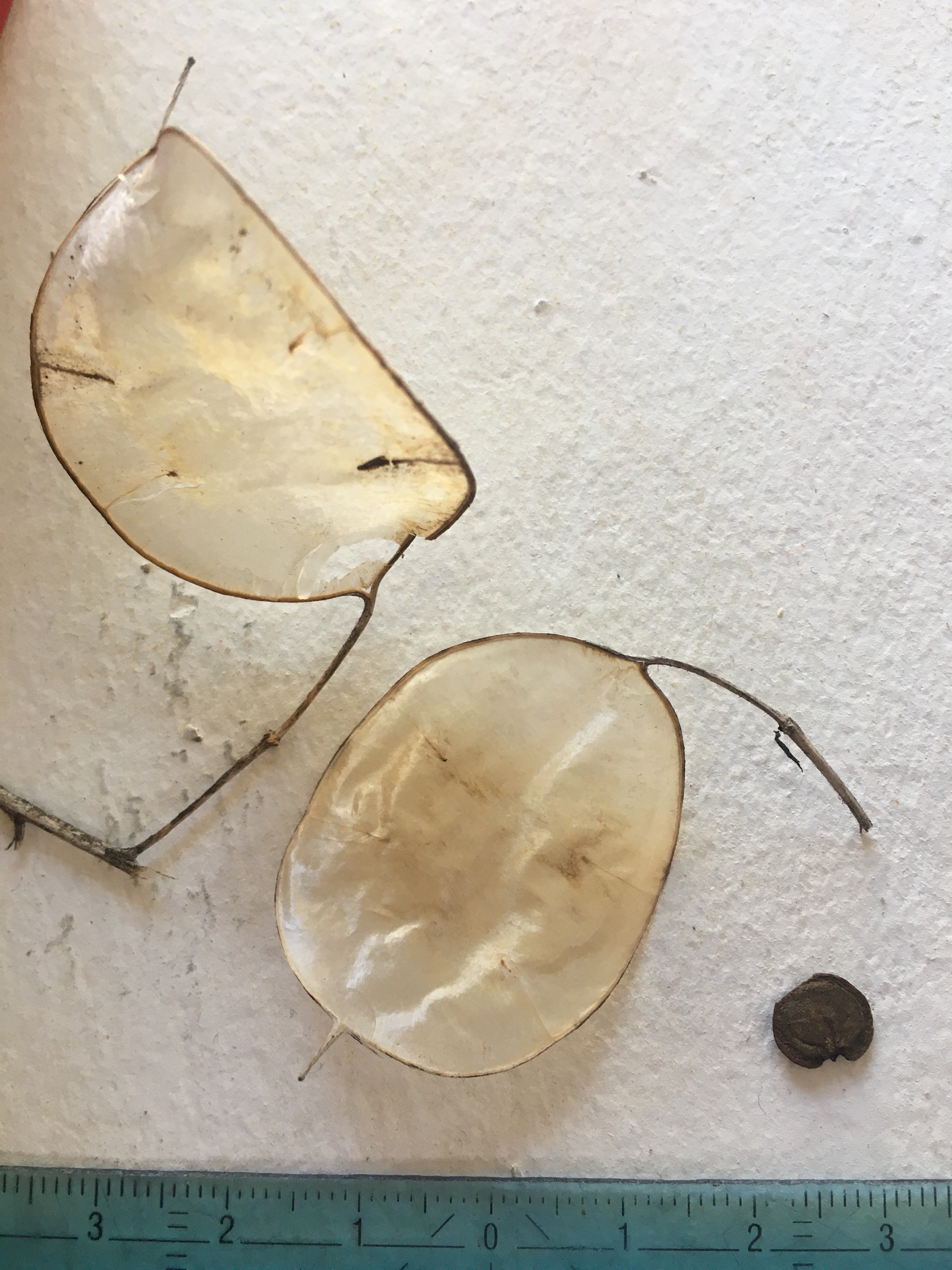 Fruit (siliques plates) et graine de Lunaria annua