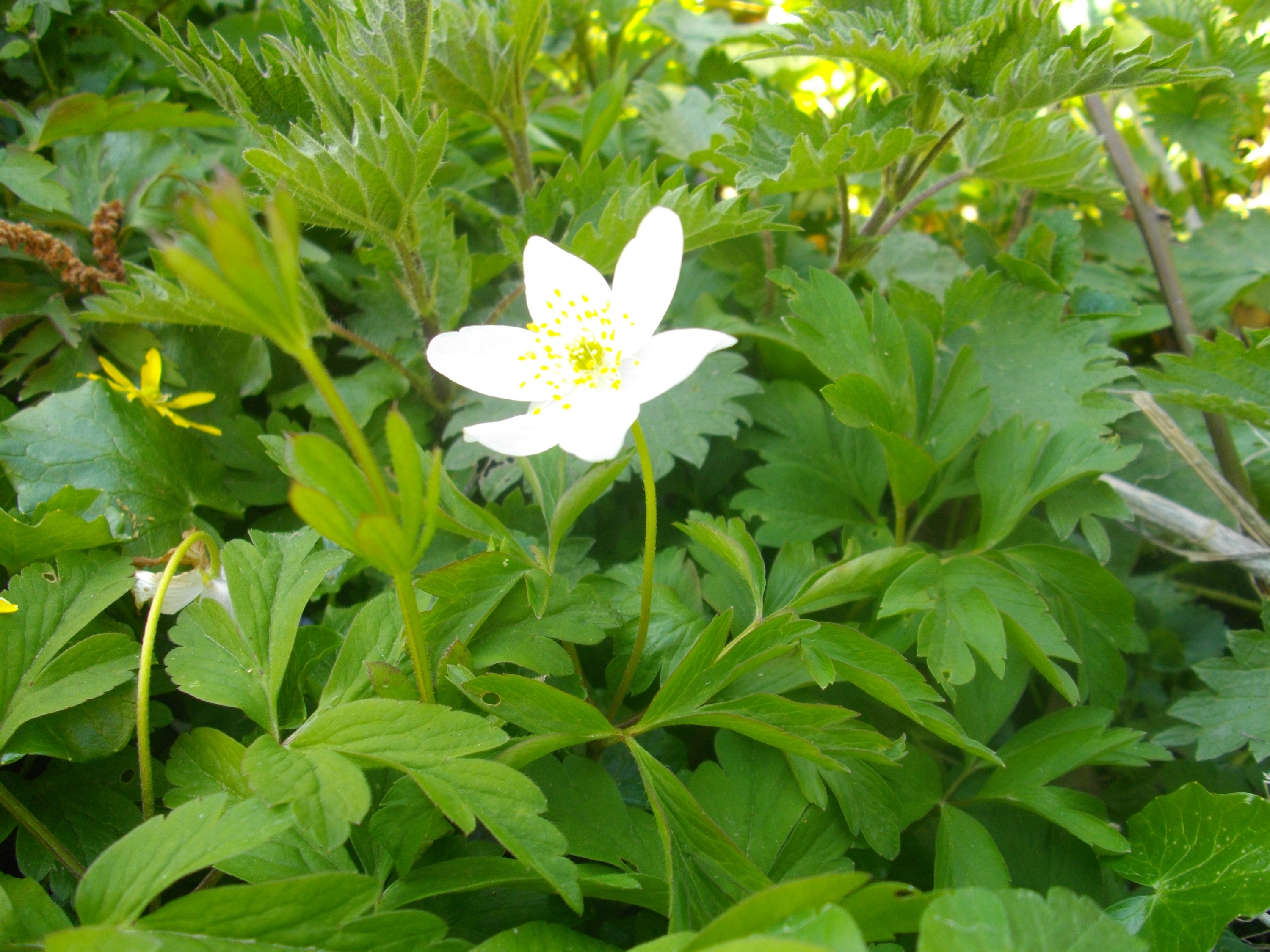 plante qui pousse dans les lisières de champs ou de forêts, aime l'ombrage des arbres, forme des tapis de fleurs blanches qui rappellent en forme, en couleur et en taille la fleur du fraisier. Le feuillage vert est découpé. La floraison a lieu en avril-mai. Il s'agit d'une plante plutôt basse (20 cm).