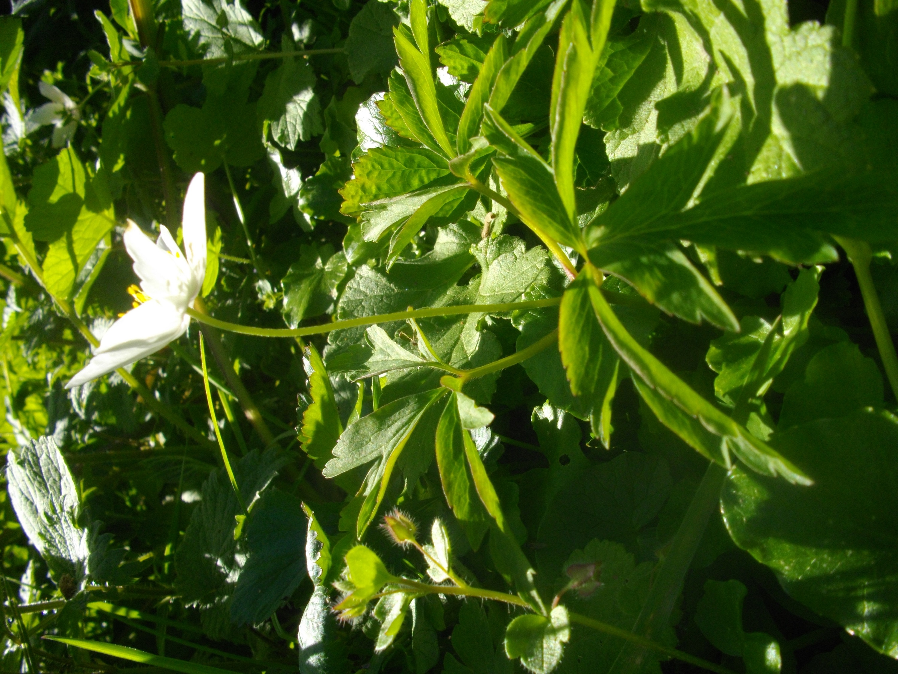 plante qui pousse dans les lisières de champs ou de forêts, aime l'ombrage des arbres, forme des tapis de fleurs blanches qui rappellent en forme, en couleur et en taille la fleur du fraisier. Le feuillage vert est découpé. La floraison a lieu en avril-mai. Il s'agit d'une plante plutôt basse (20 cm).