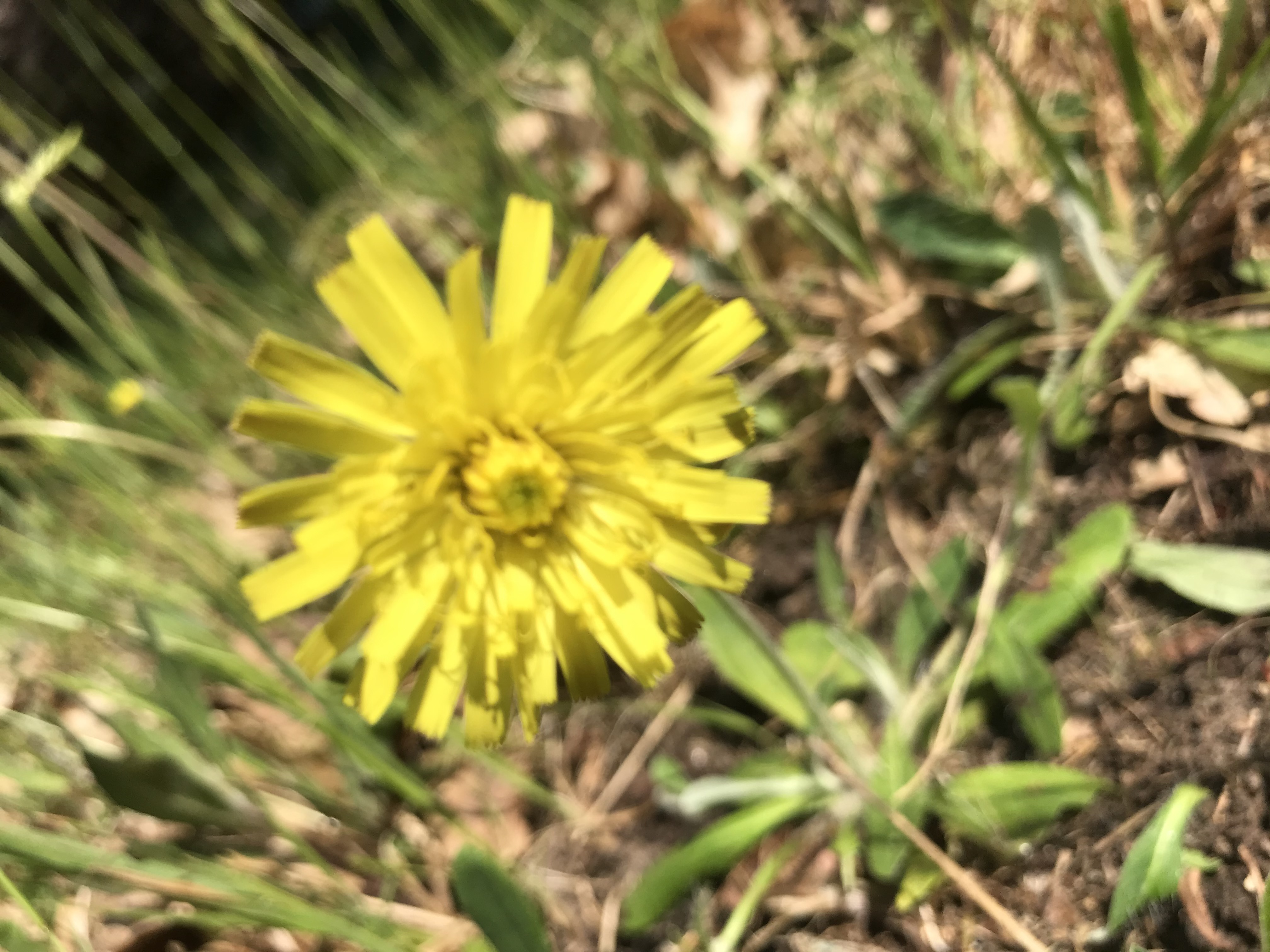 Détail de la feuille