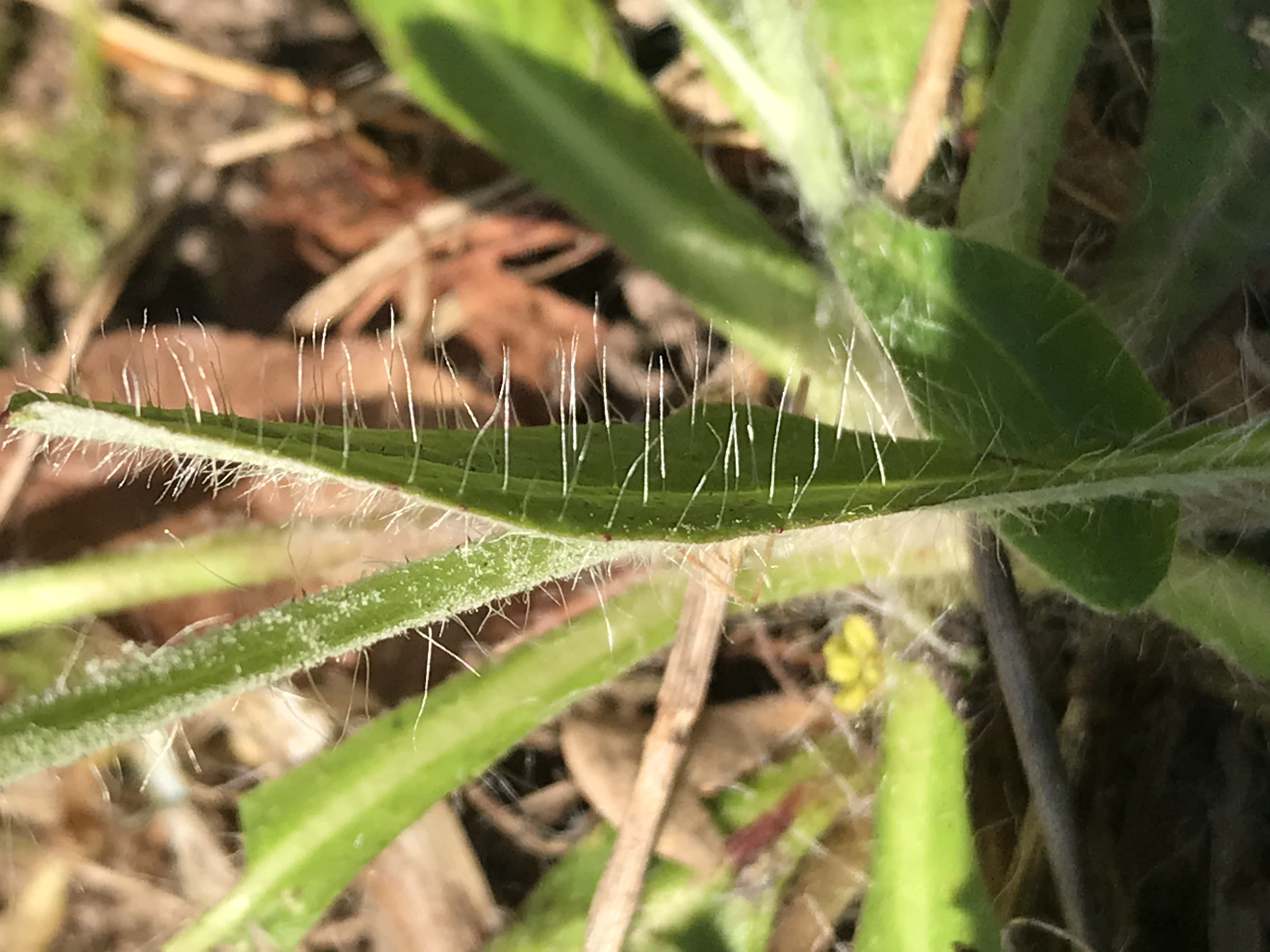 Détail de la feuille