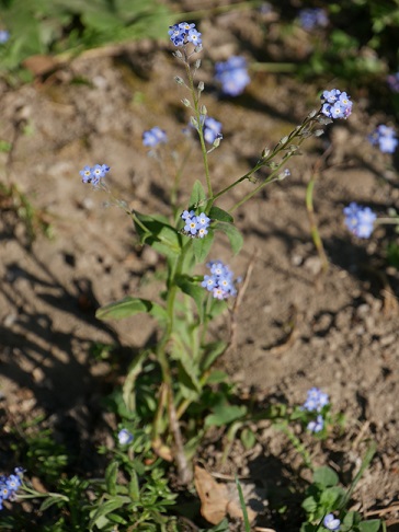 Myosotis
