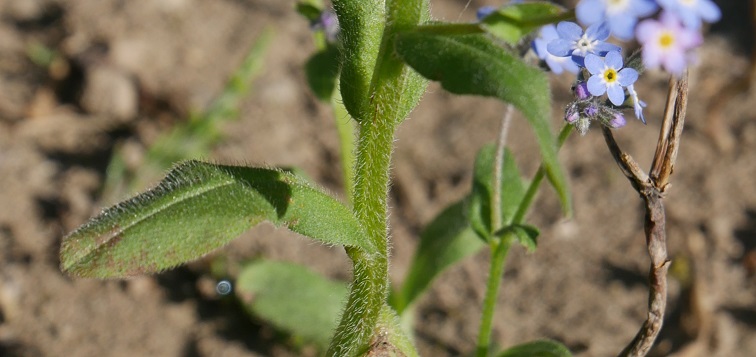 Feuilles de Myosotis