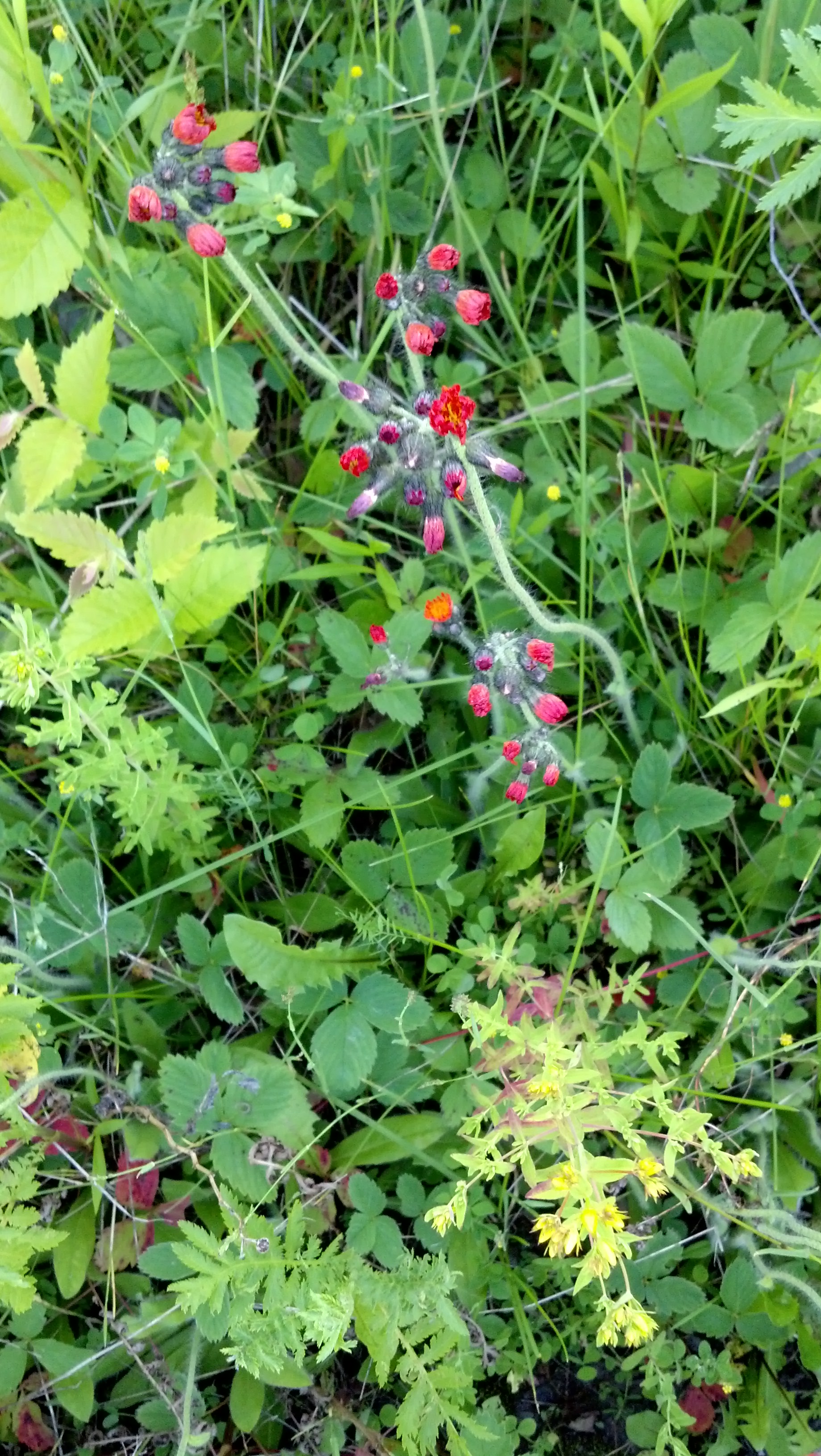 margurites communes(leucanthemum vulguare,famille des Asteraceae)Et autres espèces non identifiées!