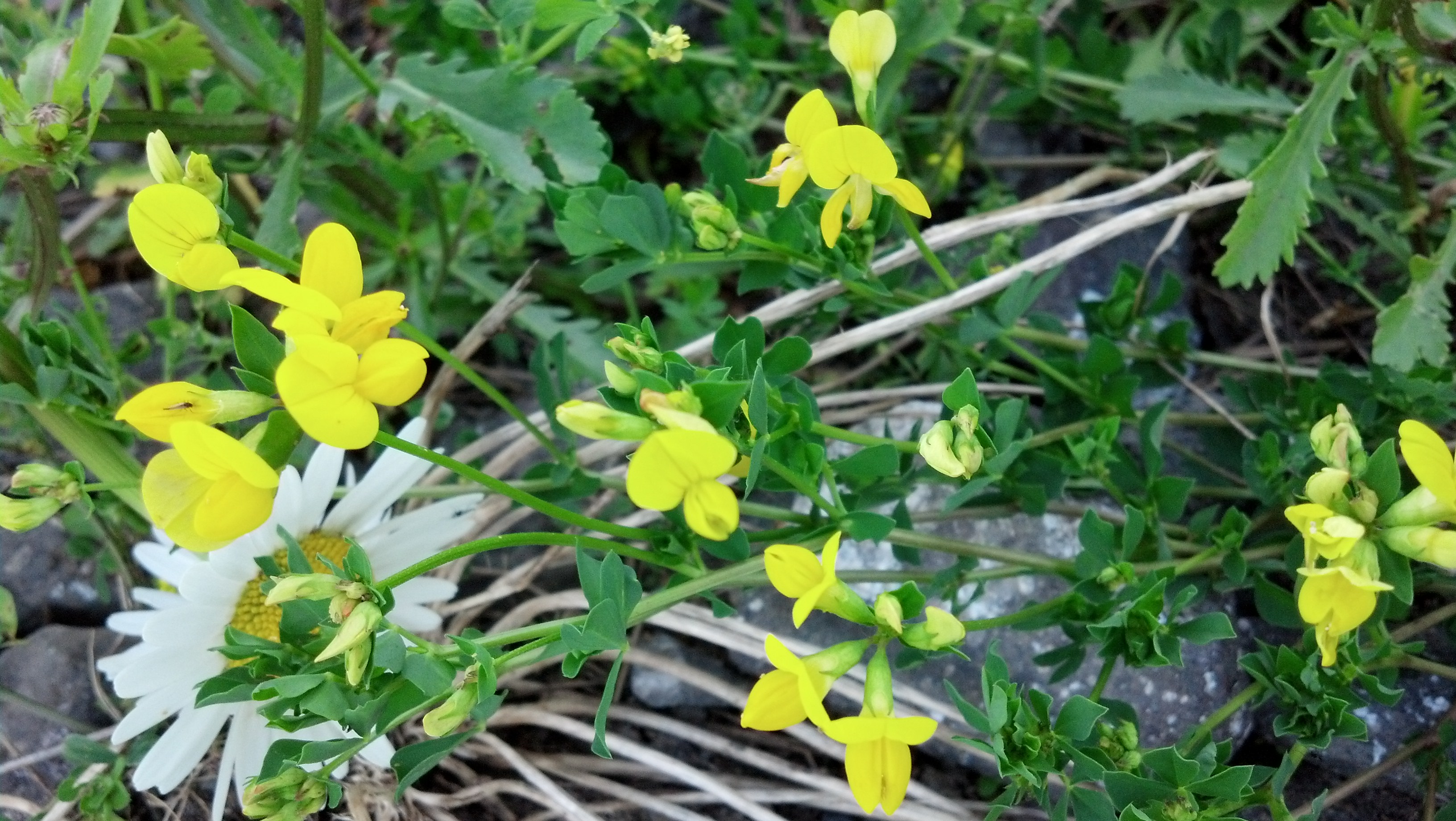 Famille Acteraceae et Fabaceae