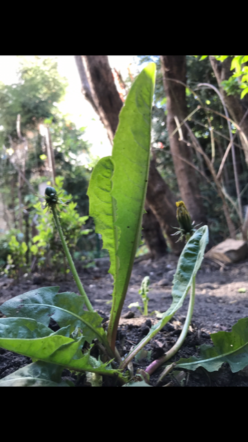 Revers de la feuille