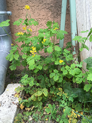 aigremoine a fleurs jaunes