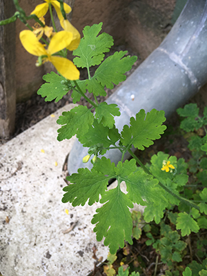 aigremoine a fleurs jaunes