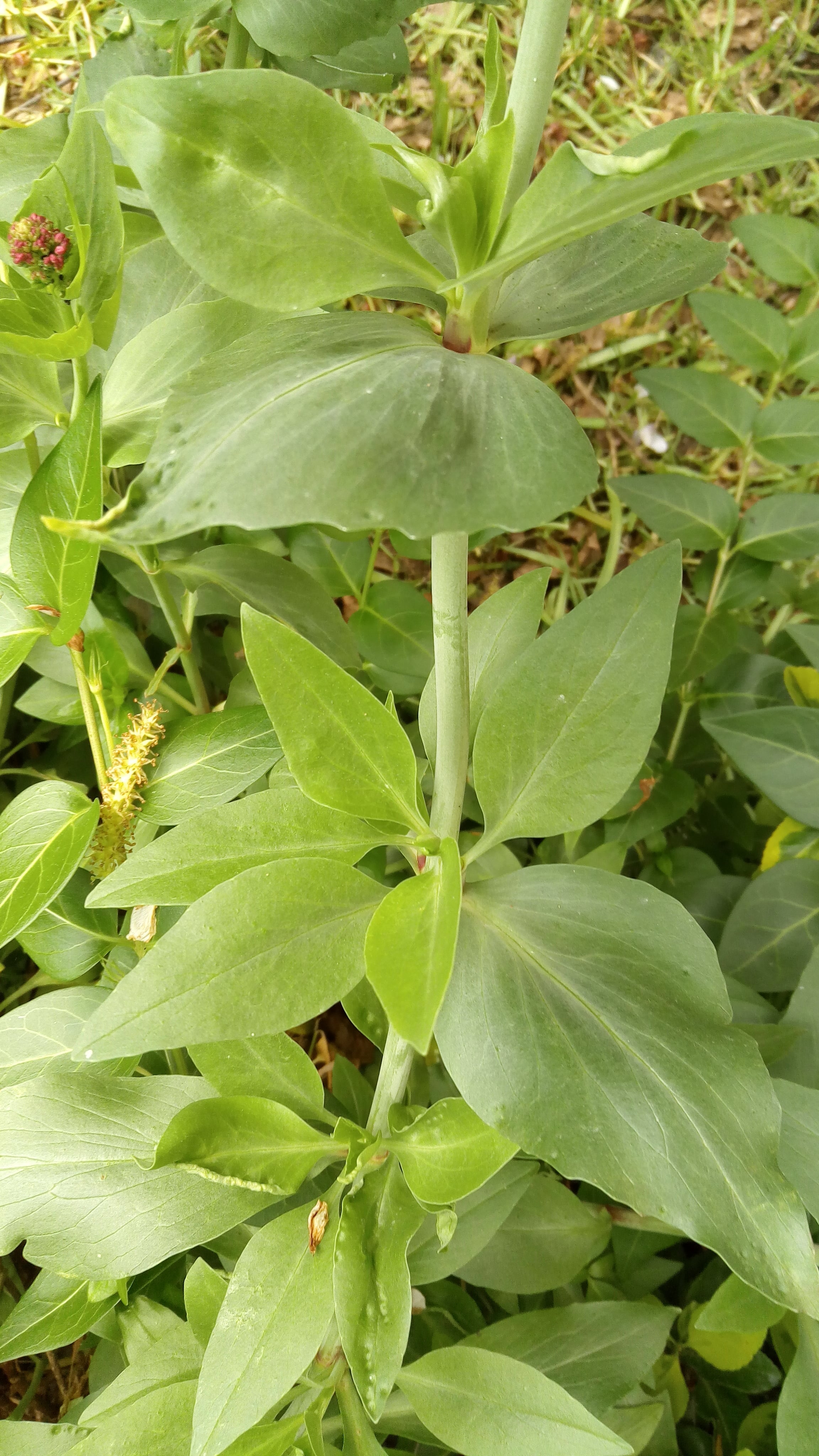 Centranthe : feuilles