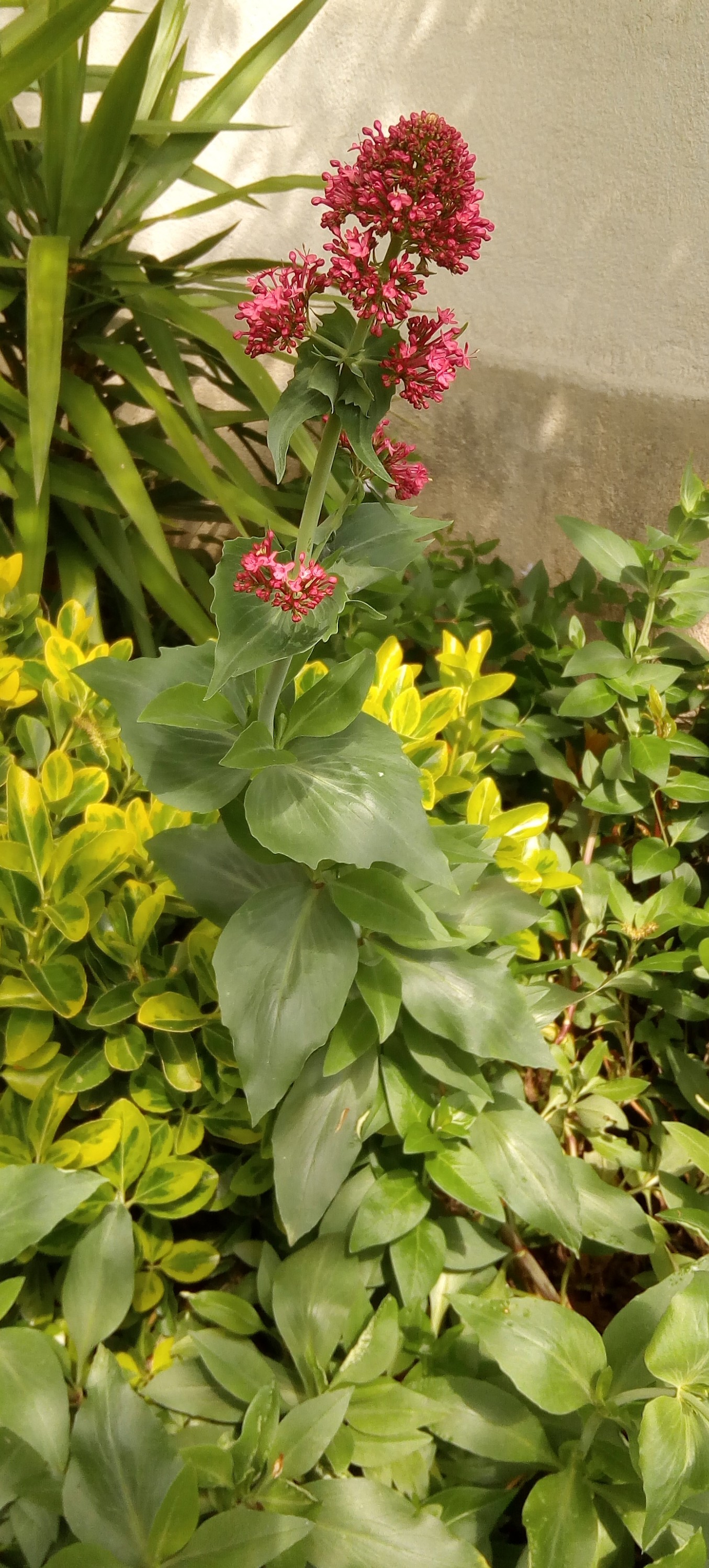 Centranthe : plante entière