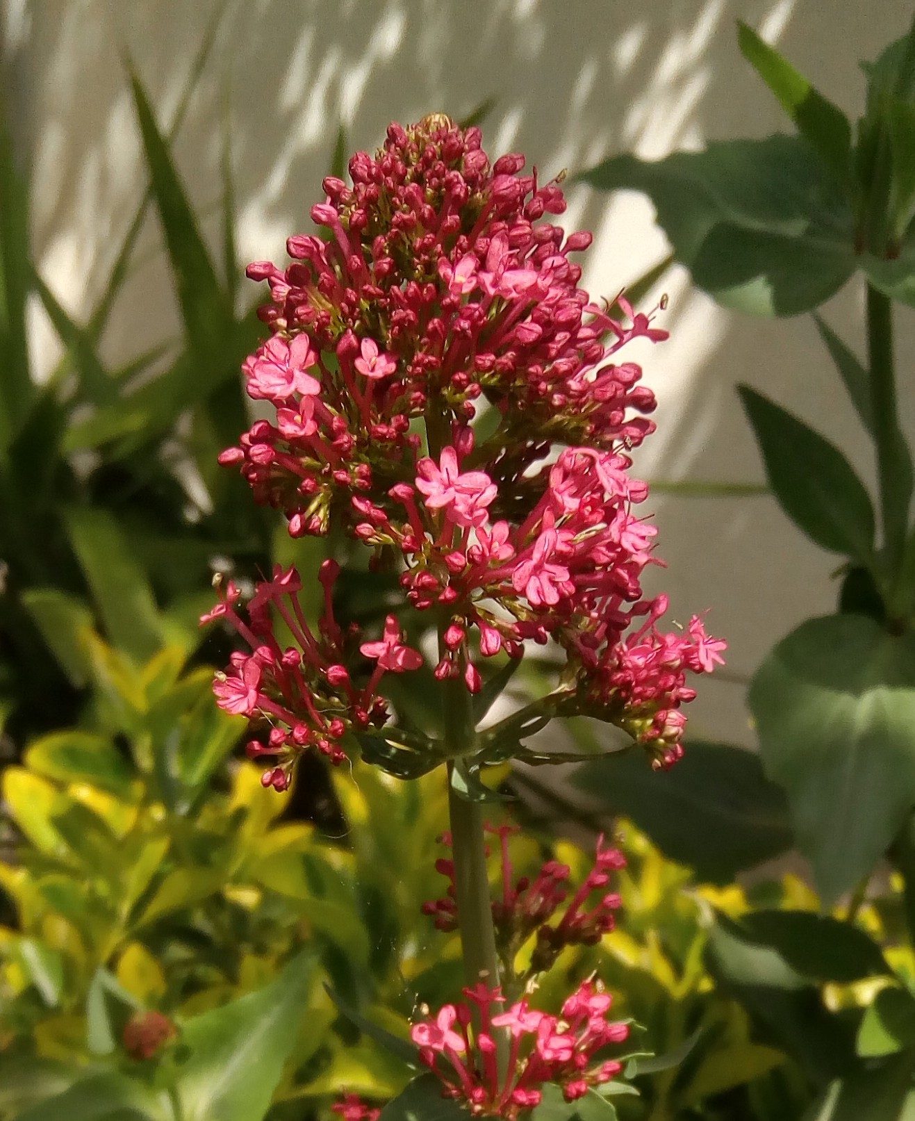 Centranthe : inflorescence