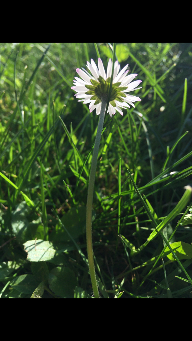 vue dessous inflorescence