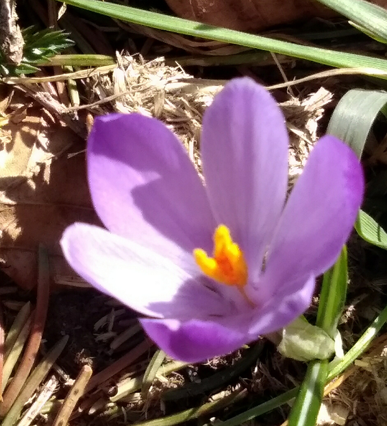 Crocus