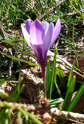 Crocus