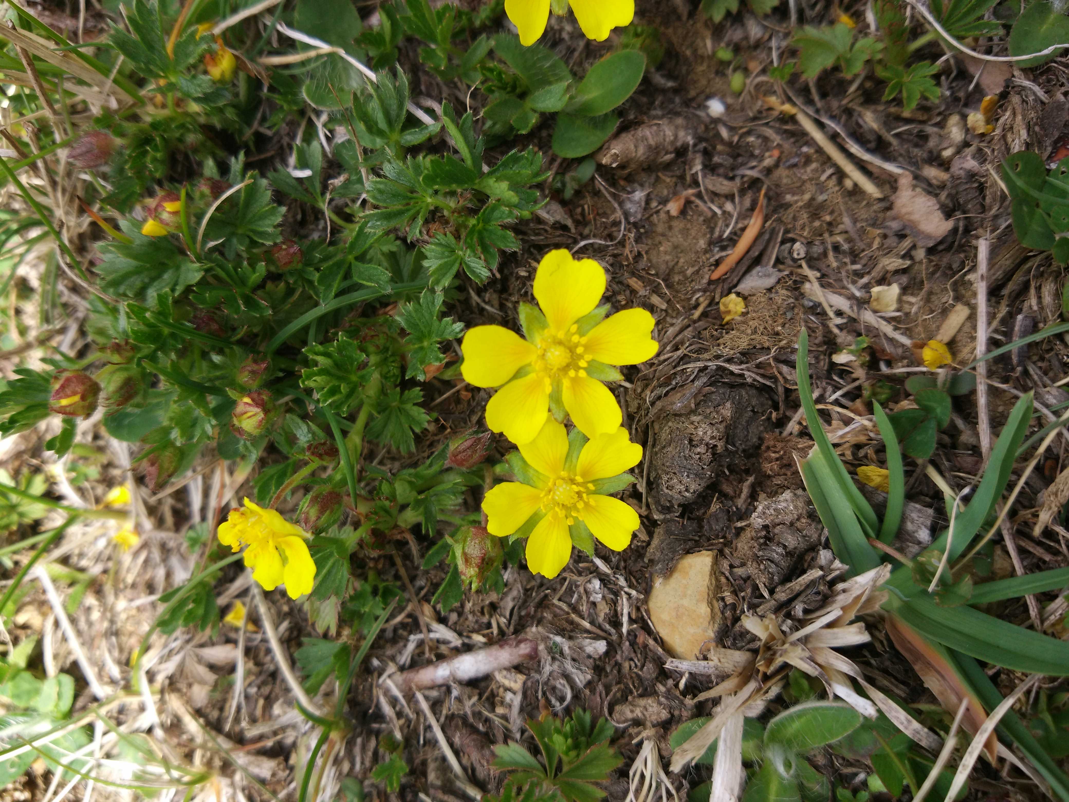 Vue d'ensemble de Potentilla sp. (je crois que Potentilla verna mais à confirmer)Plante vivace,