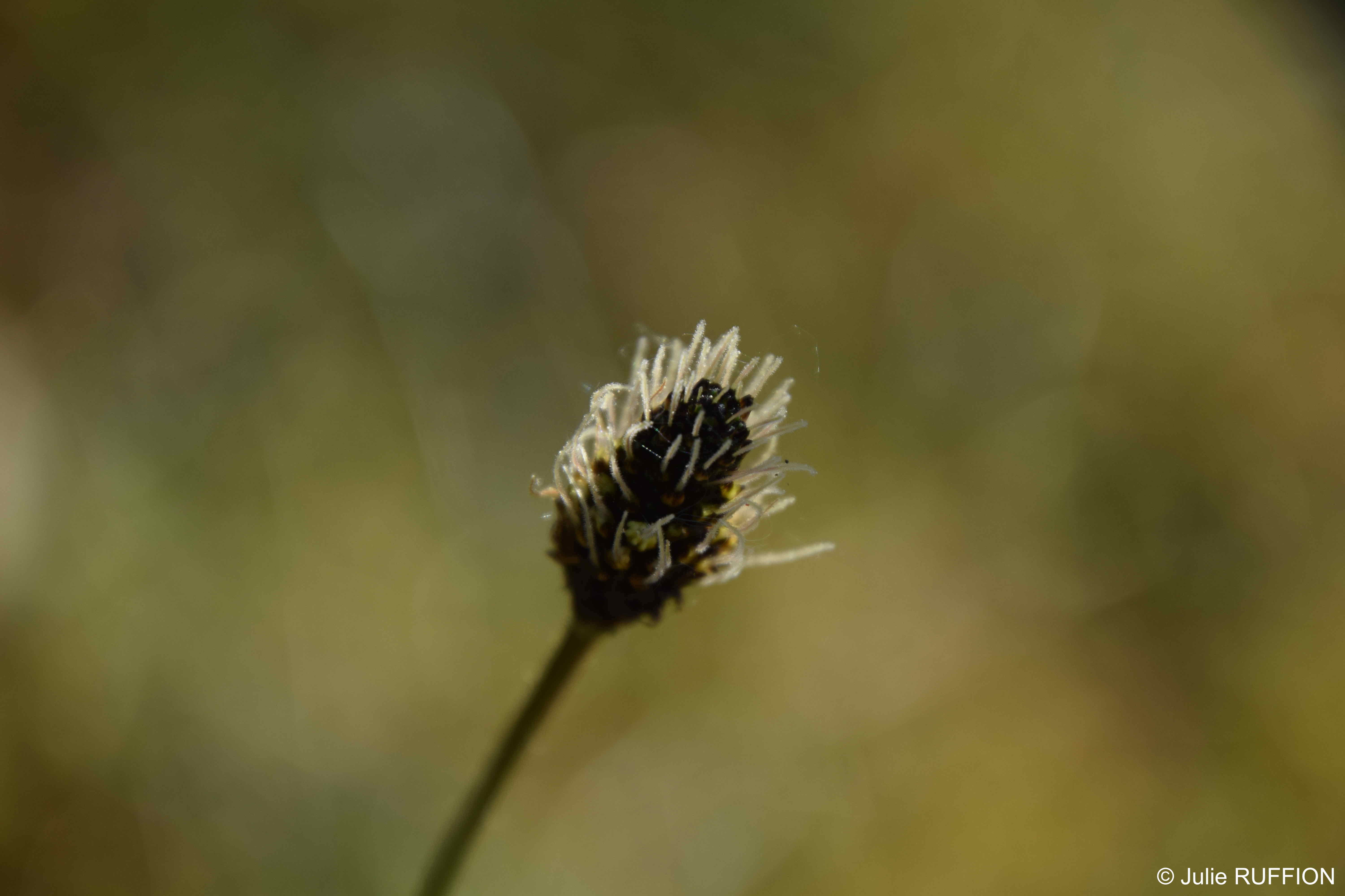 Vue zoomée de l'inforescence de Plantago lanceolata ou Plantain lancéolé