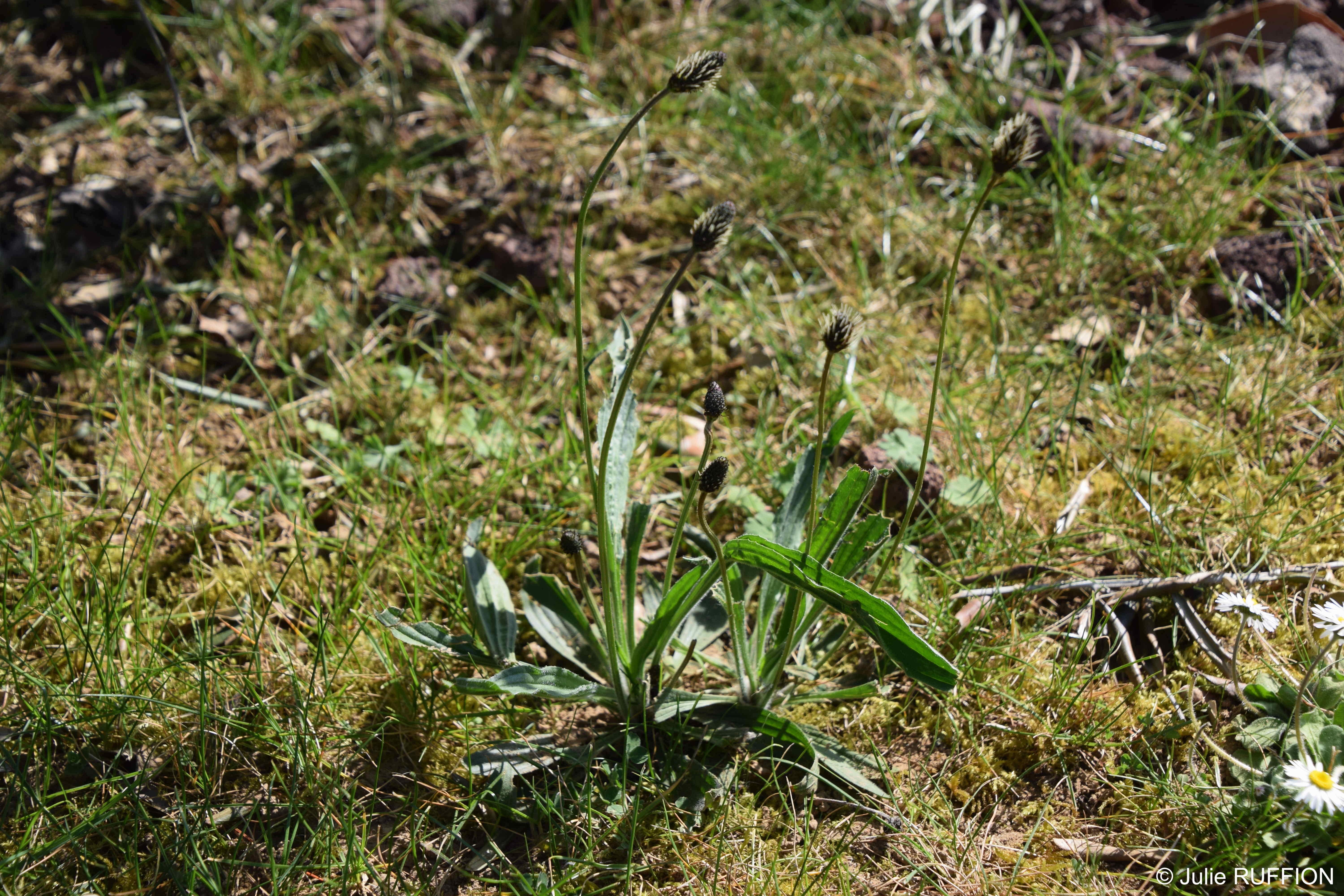 Vue d'ensemble du Plantain lancéolé ou en latin Plantago lanceolata