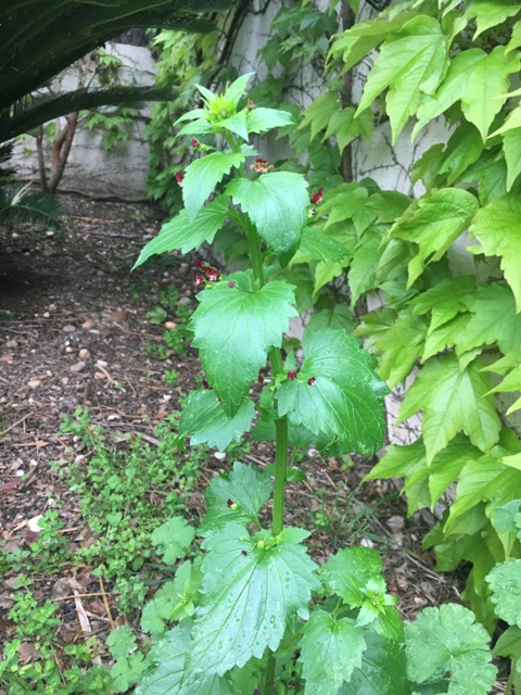Plante annuelle, feuilles minces, d'un vert clair, ovales pointues, en cœur à la base, fortement et inégalement dentées, fleurs d'un brun rougeâtre
