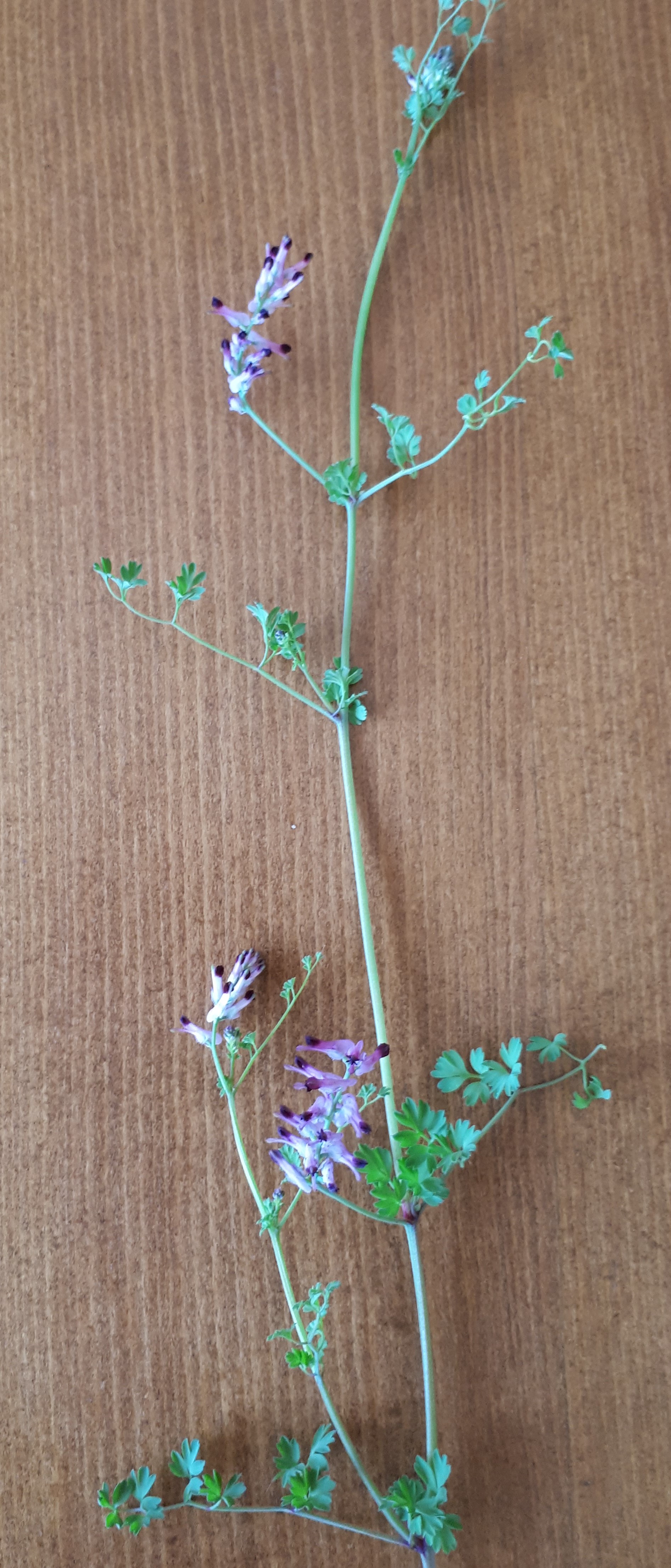 Tige, feuilles et fleurs