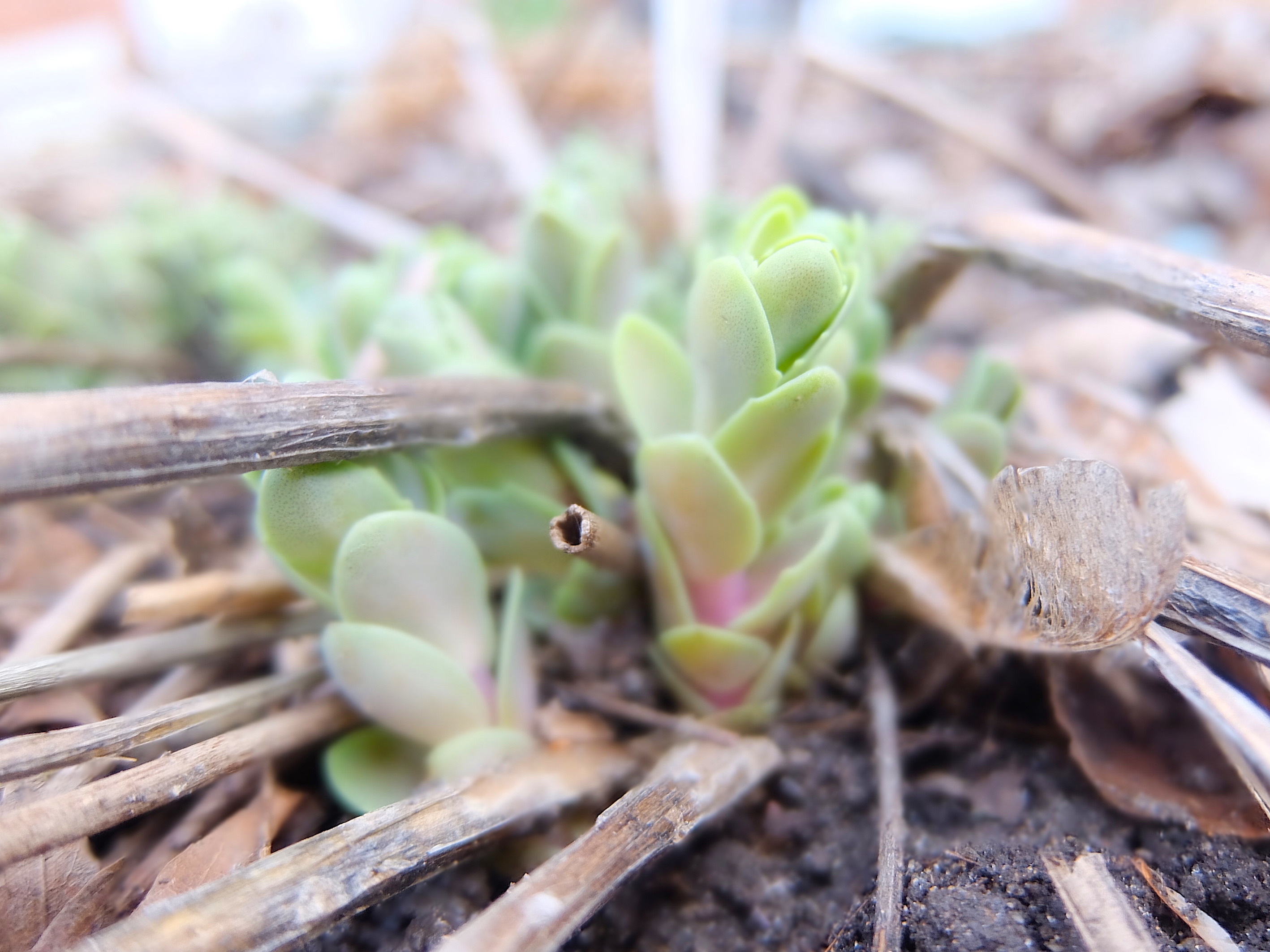 Hydrangea Arborescens (3) 15/04/20 ©DB