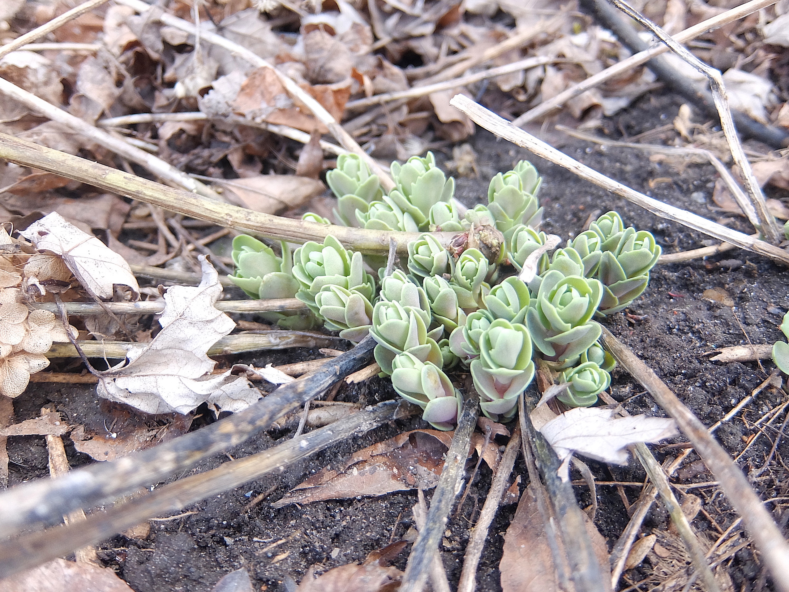 Hydrangea Arborescens Annabelle (2 ) 15/04/20 ©DB