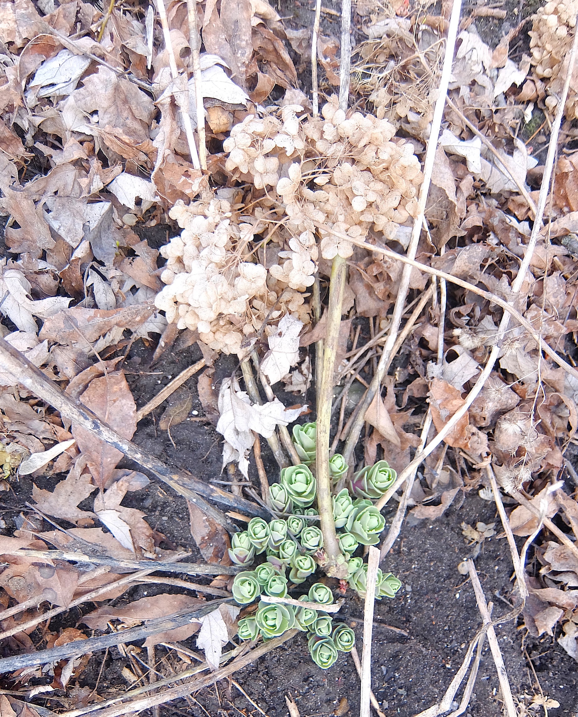 Hydrangea Arborescens Annabelle - 15/04/20 ©DB
